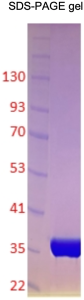 Recombinant Human PKMYT1, catalytic domain – phosphorylated Recombinant Human PKMYT1, catalytic domain – phosphorylated